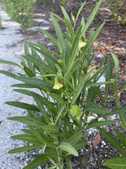 Physalis angustifolia