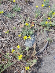 Ceratocephala testiculata