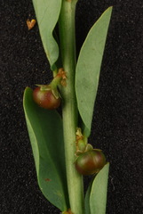 Phyllanthus evanescens