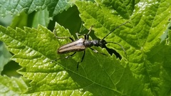 Cortodera longicornis