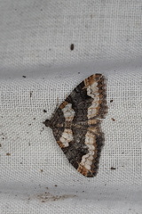 Chrysolarentia gypsomela