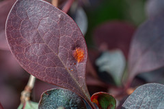Puccinia graminis