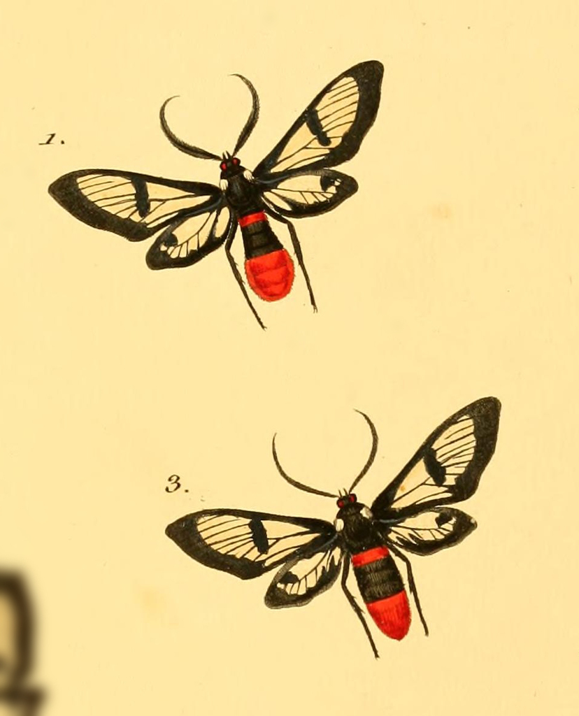 Aethria haemorrhoidalis