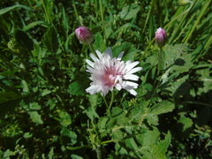 Crepis rubra