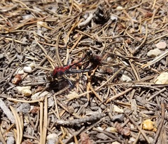 Leucorrhinia borealis