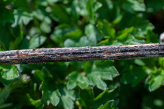 Aporhytisma urticae