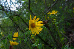 Doronicum pardalianches