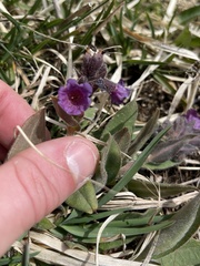 Pulmonaria australis