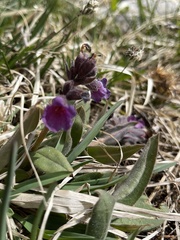 Pulmonaria australis
