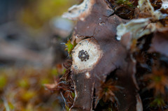 Corticifraga peltigerae