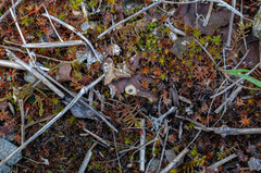 Corticifraga peltigerae