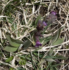 Pulmonaria australis