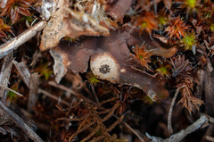 Corticifraga peltigerae