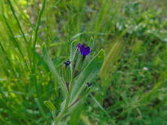 Anchusa hybrida