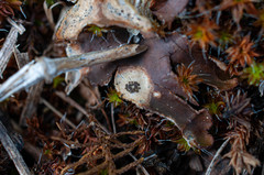 Corticifraga peltigerae