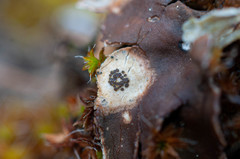 Corticifraga peltigerae