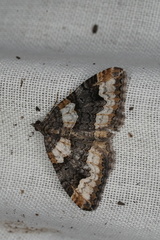 Chrysolarentia gypsomela