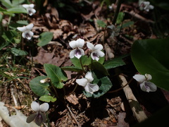 Viola sieboldii