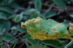 Puccinia opizii