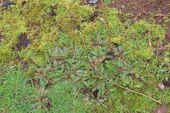 Hypochaeris maculata