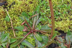 Hypochaeris maculata