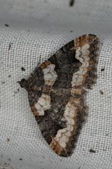 Chrysolarentia gypsomela