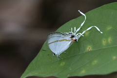 Hypolycaena antifaunus
