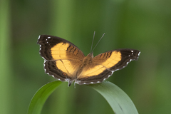 Junonia terea