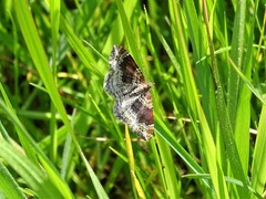 Xanthorhoe spadicearia