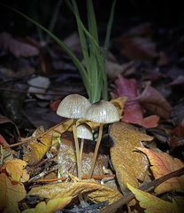Mycena