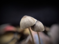 Mycena