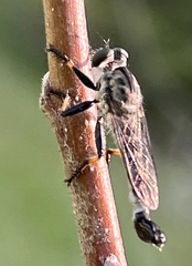 Efferia tabescens image
