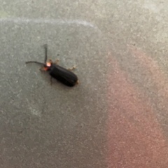 Lucidota atra