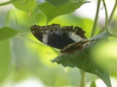 Protogoniomorpha cytora