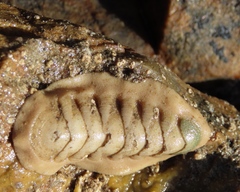 Ischnochiton textilis