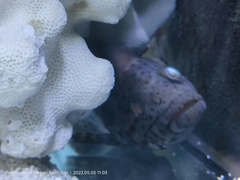 Epinephelus erythrurus