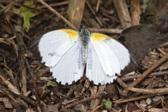 Mylothris