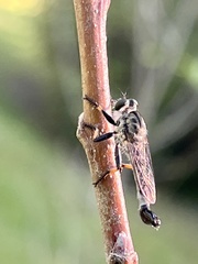 Efferia tabescens image