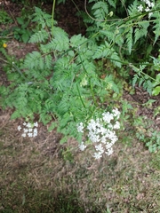 Anthriscus sylvestris