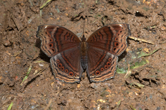 Junonia chorimene