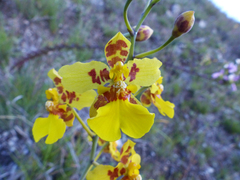 Vitekorchis excavata