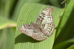 Euryphura chalcis