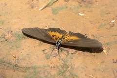 Acraea vestalis