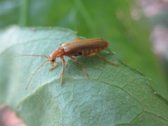 Lycocerus vitellinus