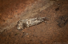 Hednota mesochra