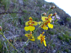 Vitekorchis excavata