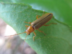 Lycocerus vitellinus