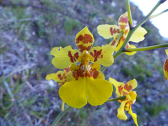 Vitekorchis excavata