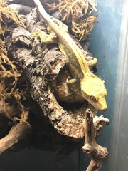 Correlophus