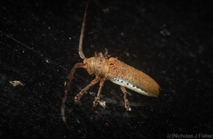 Rhytiphora mjoebergi